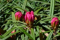 Rhododendron makinoi